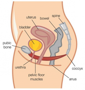 Pelvic floor showing female internal organs